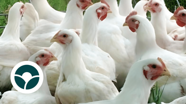 More Campylobacter Found in Norway’s Chicken Flocks