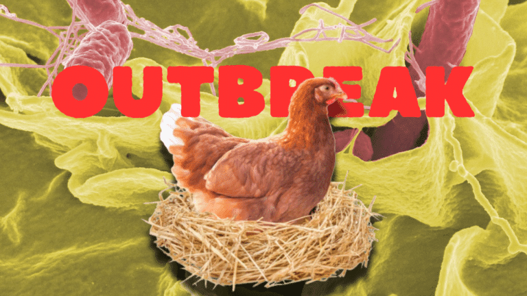 Backyard Poultry Linked to Salmonella Outbreak in 29 States