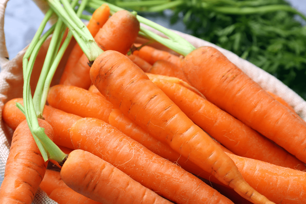 Carrots 1