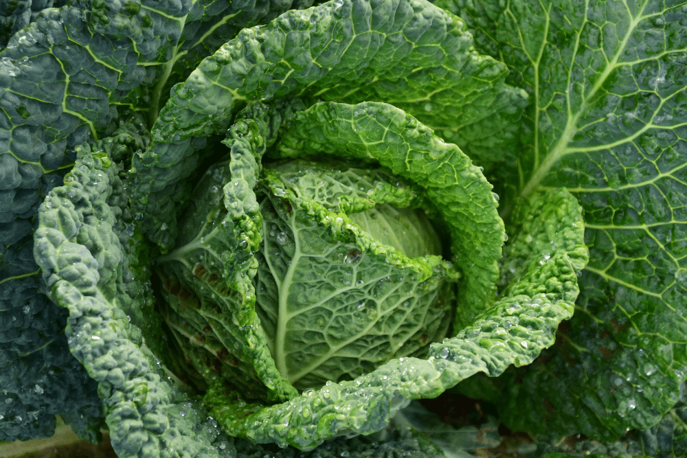 The 10 Vegetables That Are Healthier When Cooked 8 Cabbage