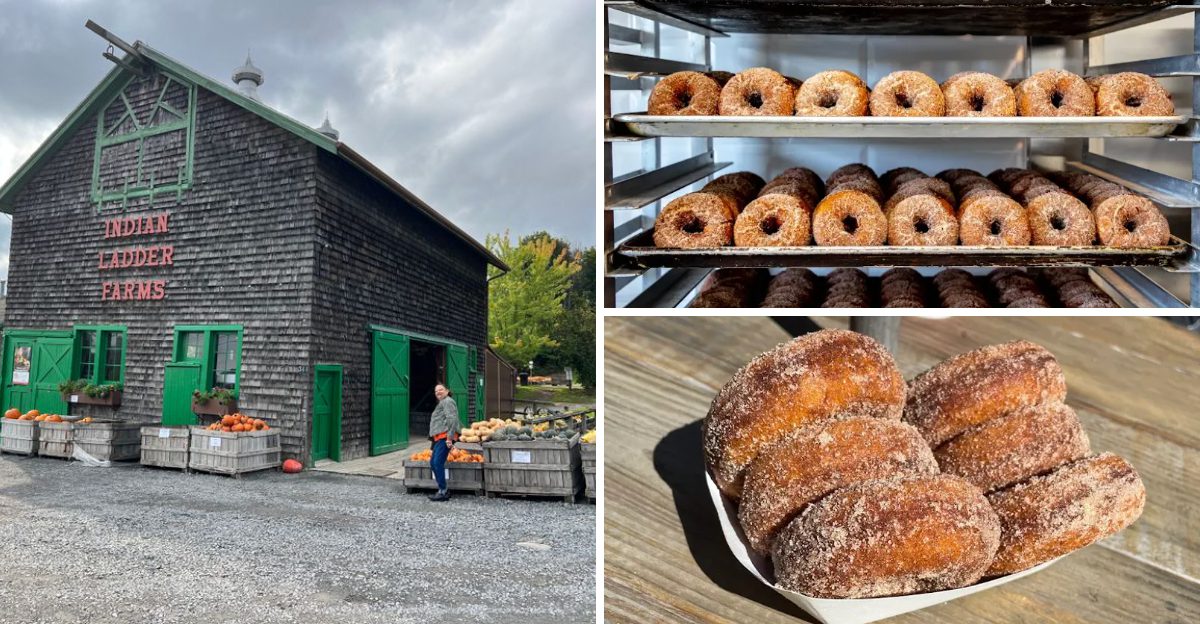 15 New York Apple Cider Donut Stops Where The Cinnamon Sugar Hits Just Right