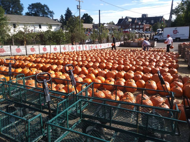 Seasonal Pumpkins And Gourds