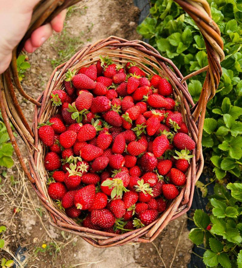 16 Foods That Used to Be Cheap - And Somehow Became “Luxury” Overnight 13 Fresh berries