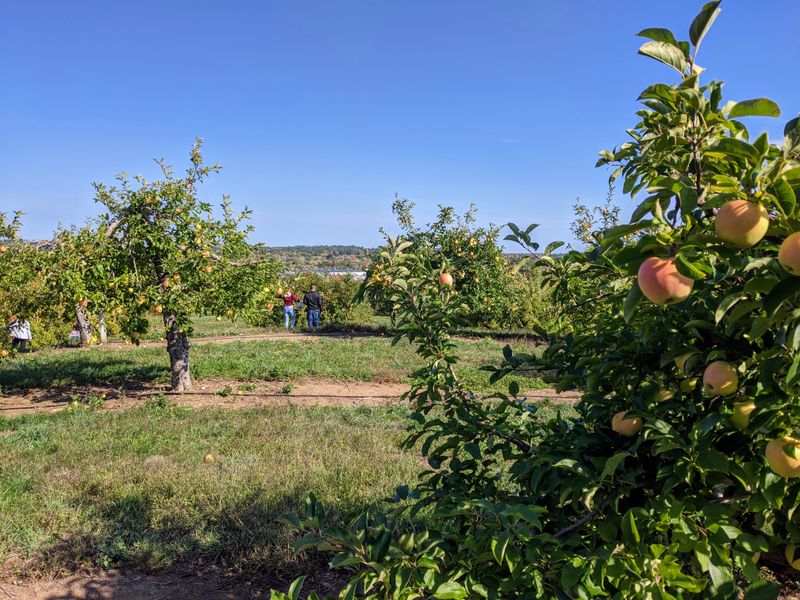 Brooksby Farm - Peabody, Massachusetts
