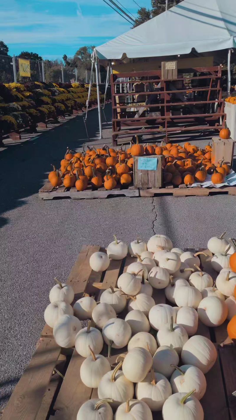 The Farm Stand Experience