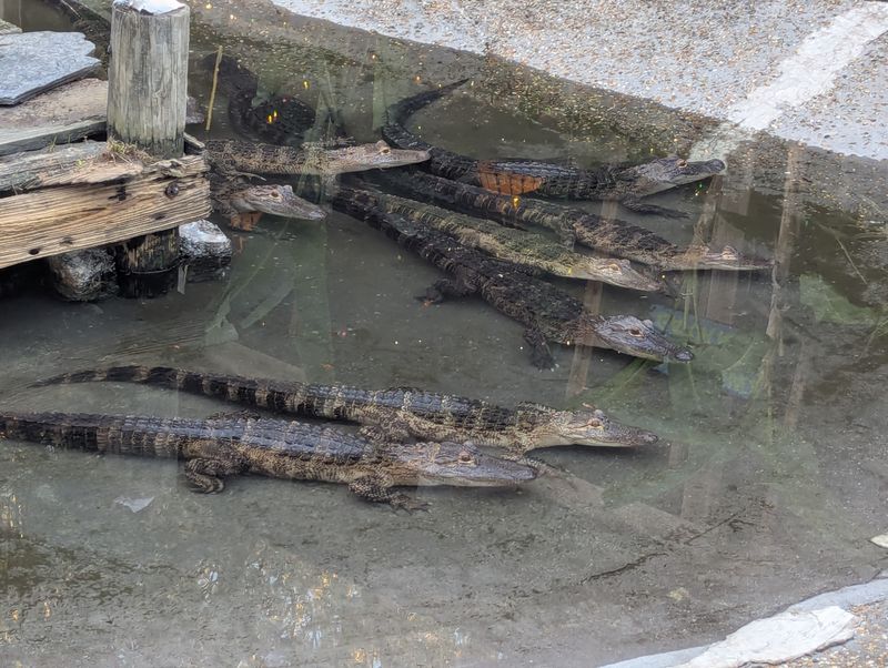 Gator Lagoon Curiosity