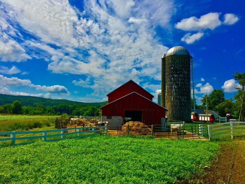 The Farm-To-Cone Story