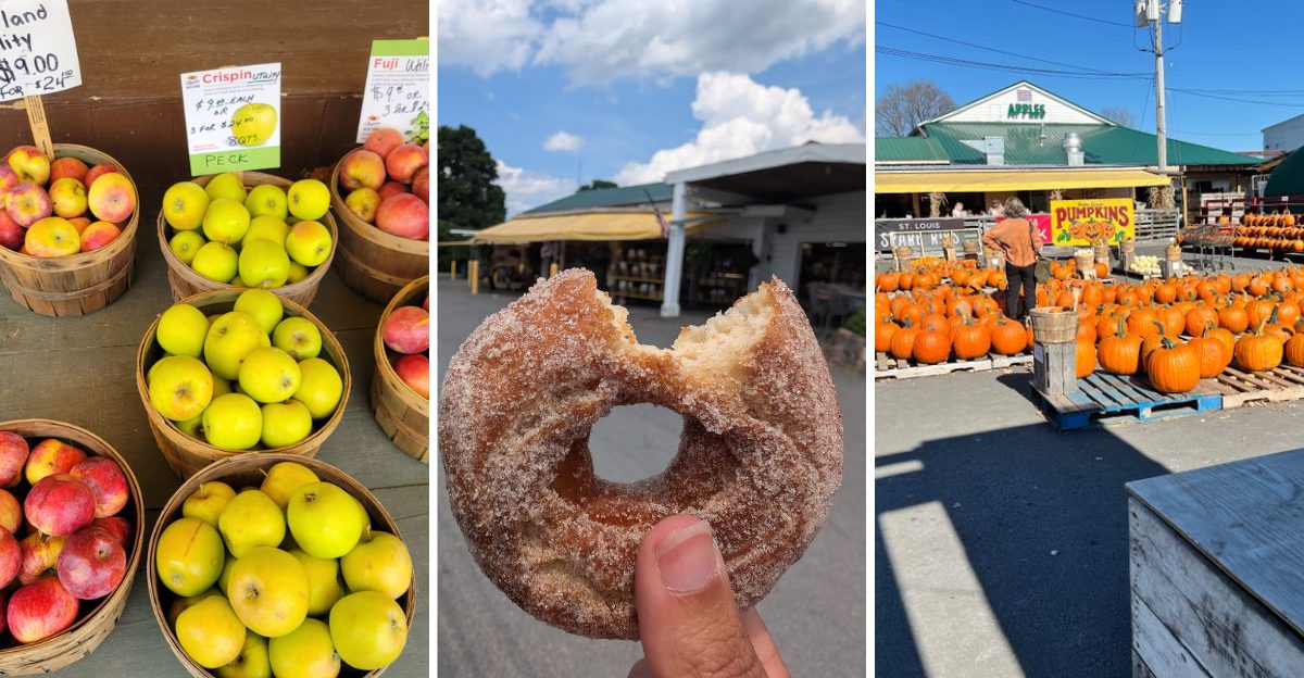This New York Farm Stand Serves Hot Apple Cider Donuts And Fresh Pressed Cider Locals Say Are Worth the Drive Every Fall