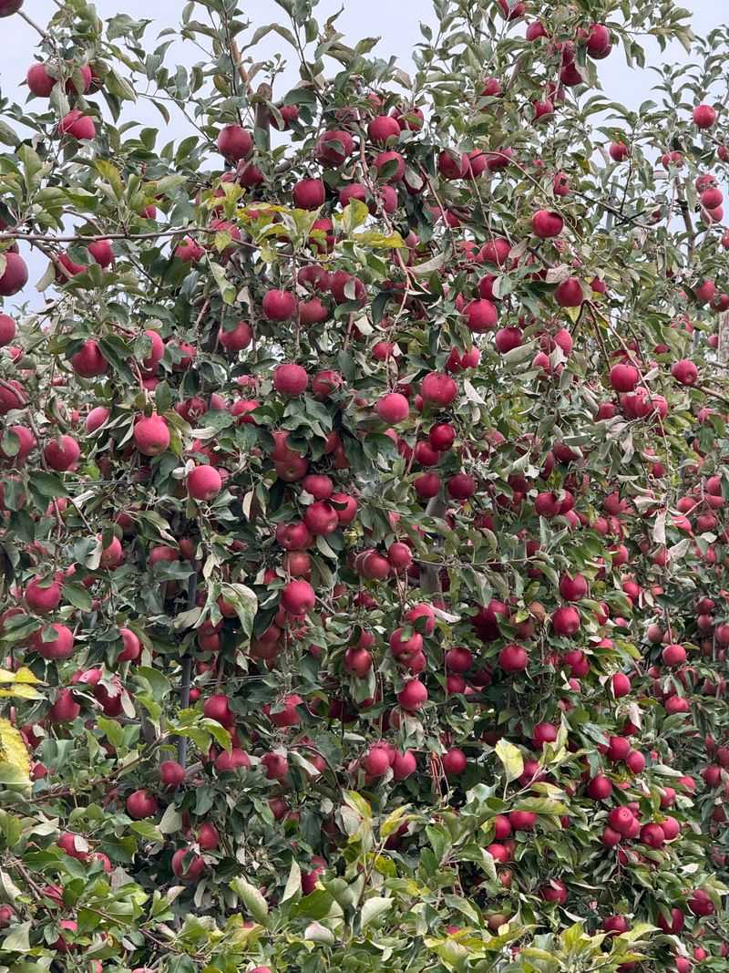 Peak Foliage Pairing With Your Visit