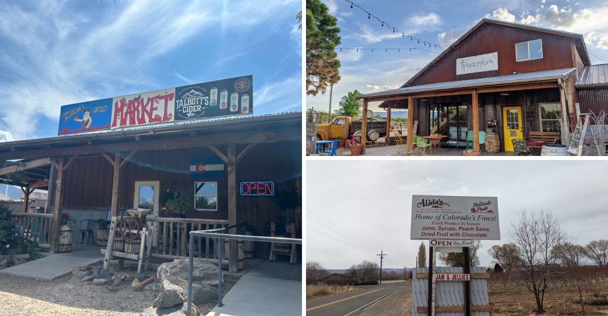 14 Colorado Palisade Peach Stands Where The Boxes Sell Out Before The Weekend Ends