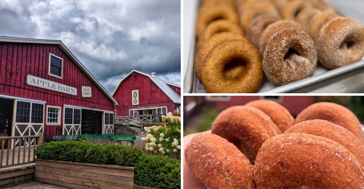 14 New York Apple Cider Donut Stands Where The First Bite Feels Like Fall