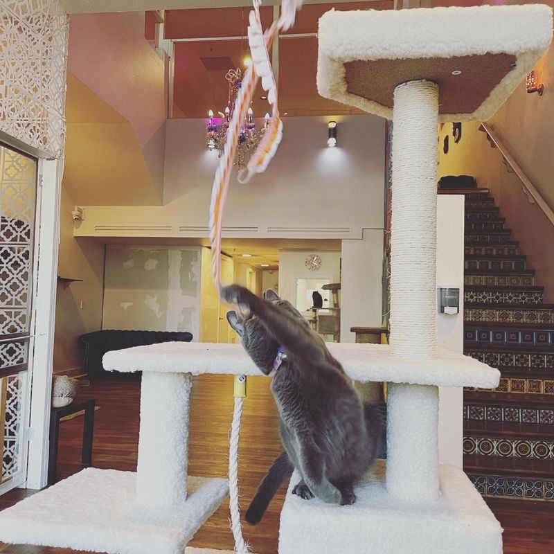 Kitten Kingdom on the Top Floor