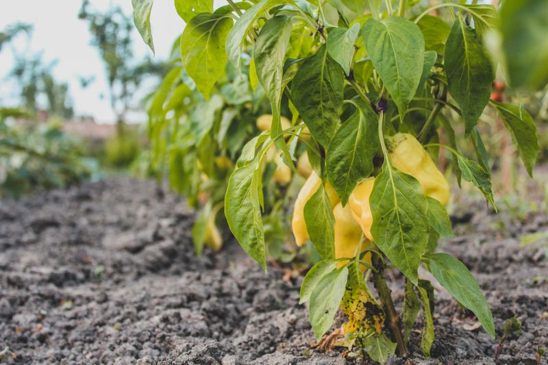 25 “Normal” Foods People Treat Like a Personality Trait 17 Organic only