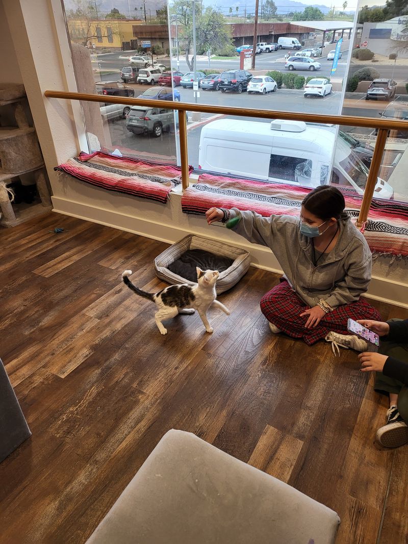 Events Like Cat Bingo