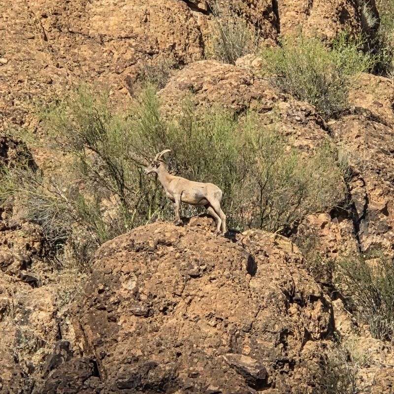 Enjoy a Three Course Meal While Cruising Through Six Miles of Arizona Desert Canyons 7 Wildlife Watching Highlights