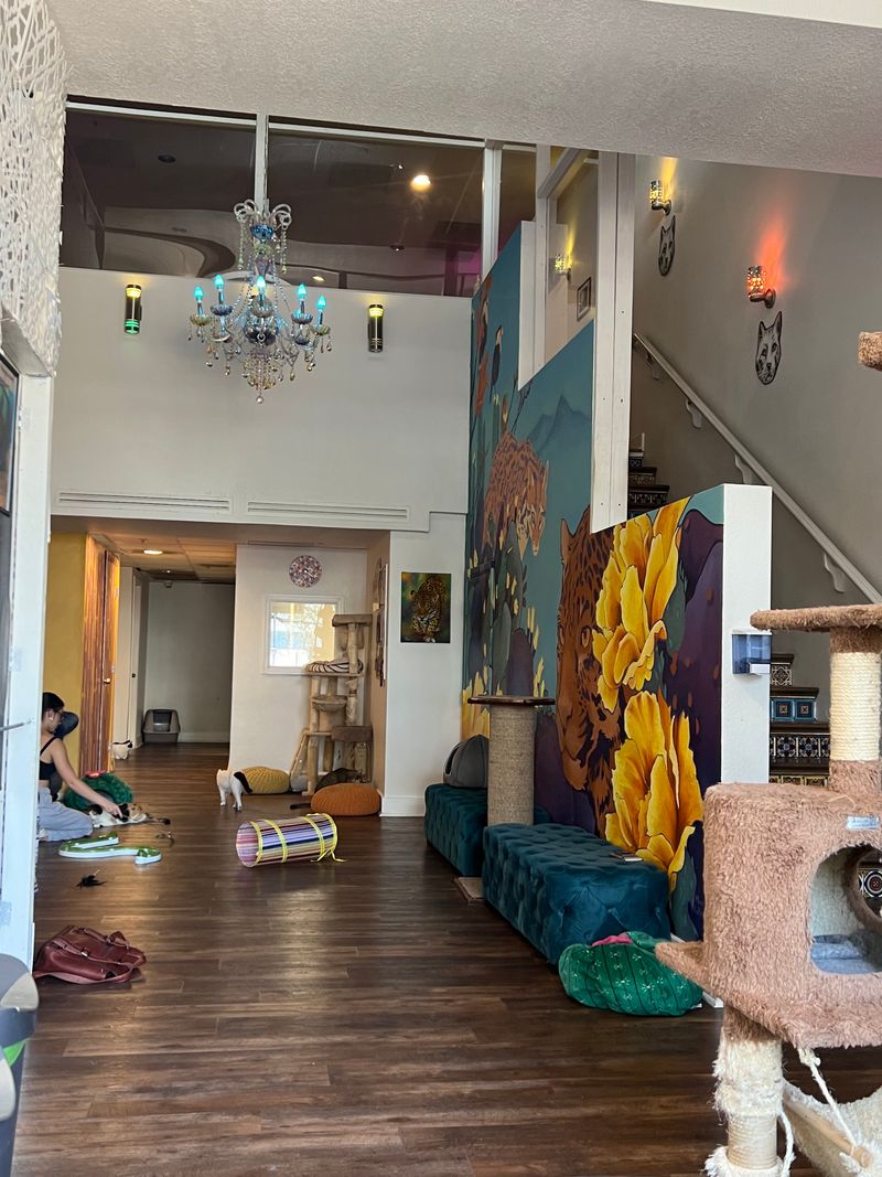 Three Floors of Feline Fun