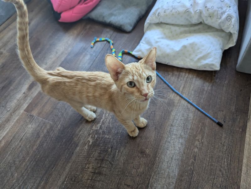 Adoptable Cats With Big Personalities