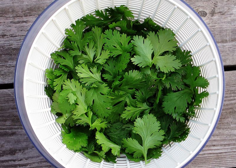 18 Foods People Learned to Love the Hard Way 16 Cilantro