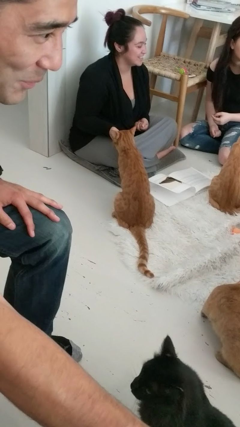 KitTea Cat Lounge - San Francisco, California