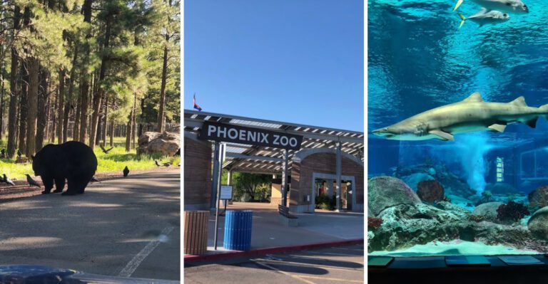 12 Arizona attractions kids remember long after the trip ends