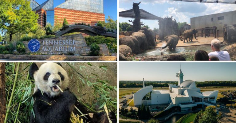 12 Tennessee Family Attractions That Can Fill a Full Day Without Overspending