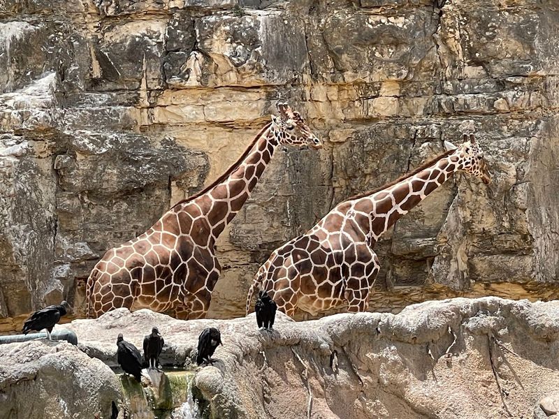 San Antonio Zoo - San Antonio, Texas