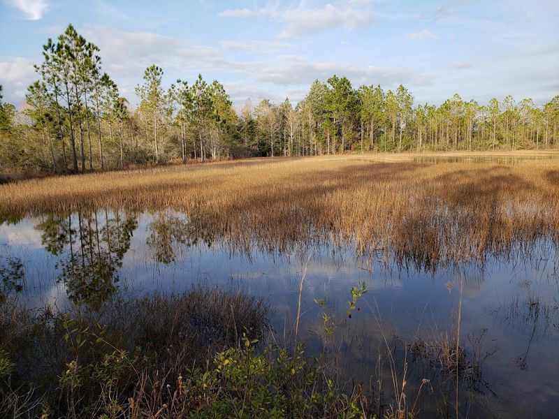 Yellow River Marsh Preserve State Park - Milton, Florida