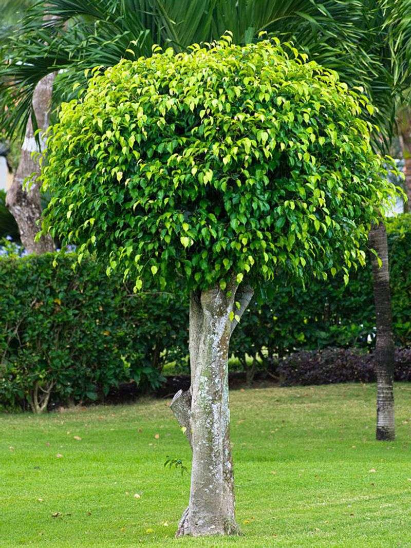 Ficus Tree
