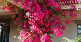 9 Florida Plants Homeowners Regret Putting Too Close To The House