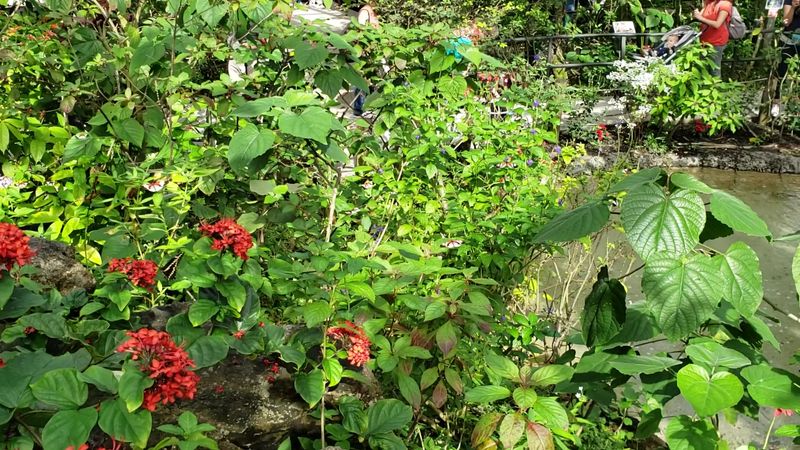 The World's Largest Butterfly Park Is This 10-Acre Conservatory in Florida 3 10 Acres of Lush Botanical Gardens Worth Exploring