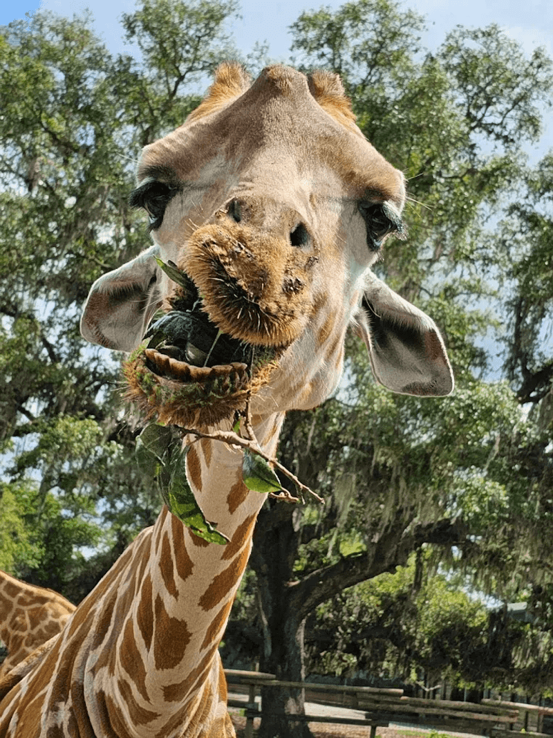 This Small Florida Giraffe Ranch Lets You Get Close to African Animals 9 The Private Giraffe Experience Upgrade