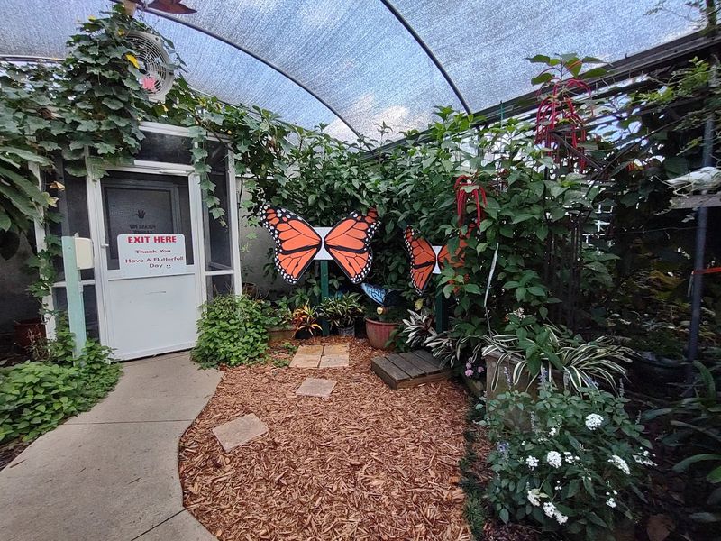 Butterfly Encounter Worth Every Penny