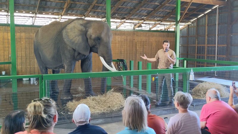 Rescued Elephants With Remarkable Backstories