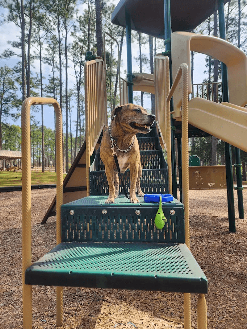 A Playground That Kids Absolutely Love