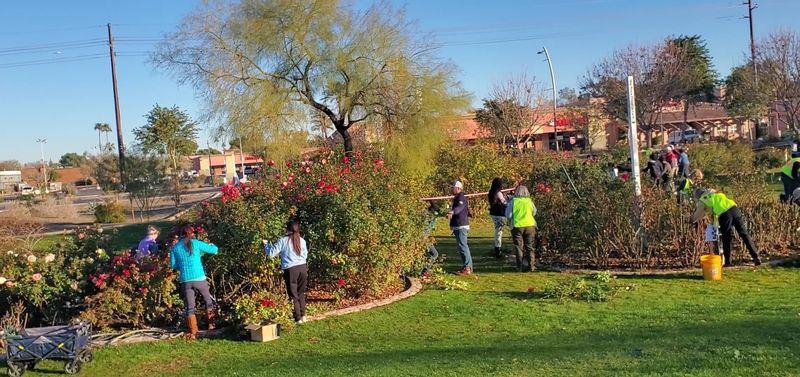 Maintained by Dedicated Rose Society Volunteers