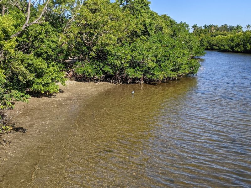 Kayaking Through Mangrove Tunnels