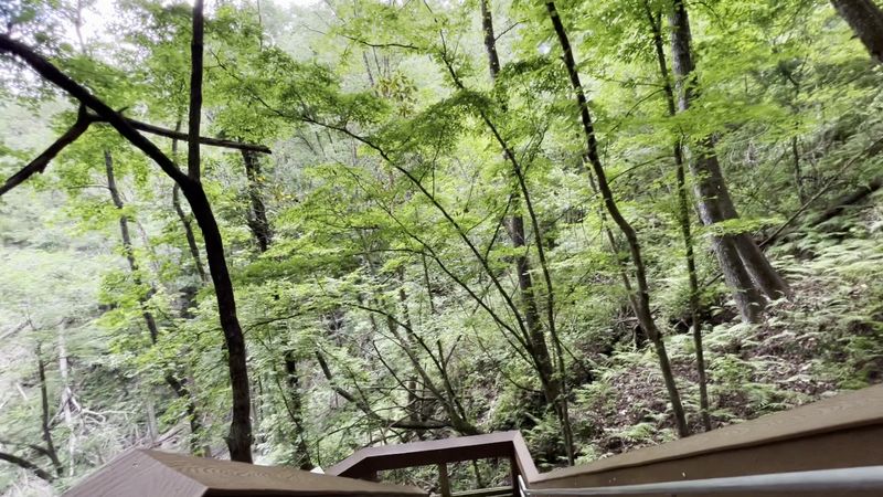 Guided Saturday Morning Walks: Learn From the Rangers