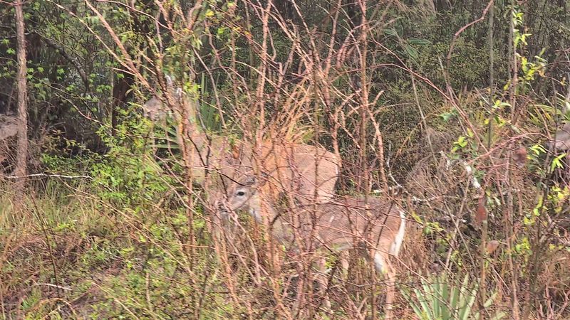 Wildlife and Birdwatching Throughout the Park