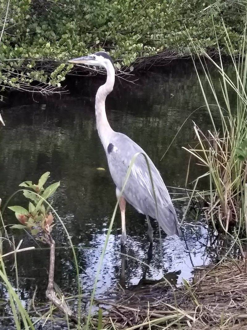 Hike to This Florida Overlook That Resembles a Mini Space Needle 12 Birds and Rare Wildlife Beyond the Gators