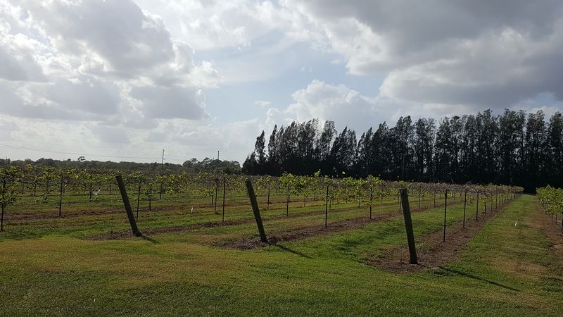 This Rustic Florida Vineyard Brings Together Wine Tastings and Live Music 12 Stunning Vineyard Grounds Worth Exploring on Foot