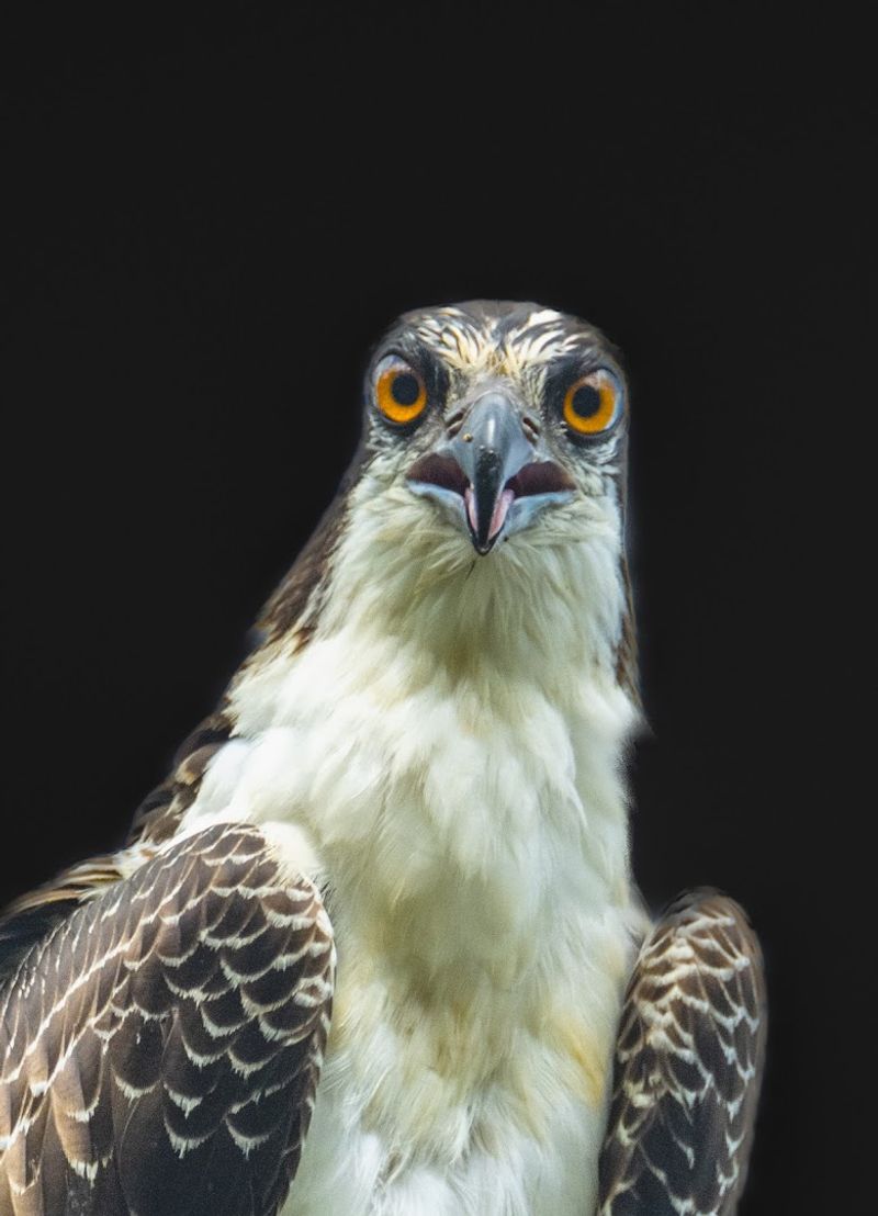 Eagle Roost Trail: Soaring Views and Rare Sightings