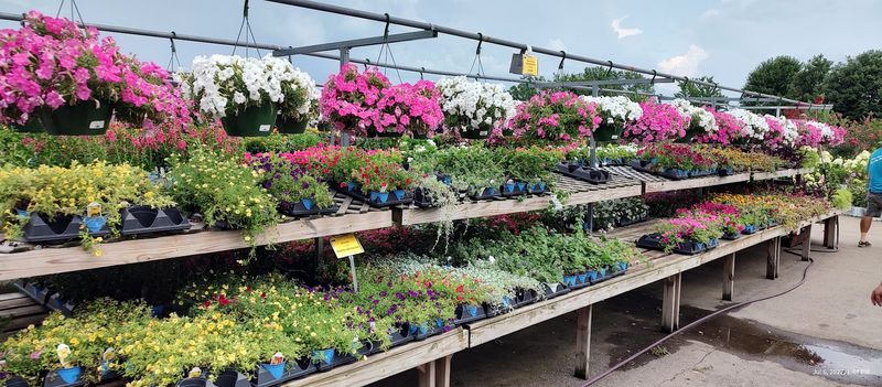 Seasonal Flowers That Truly Thrive All Season Long