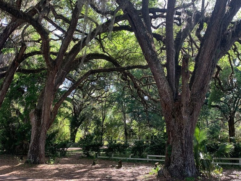 Spanish Moss and Giant Live Oaks