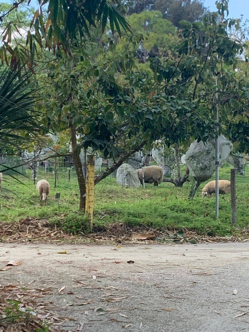 This Florida greenhouse approach helps gardeners grow more with less stress 11 Methane Gas and Renewable Energy on the Farm
