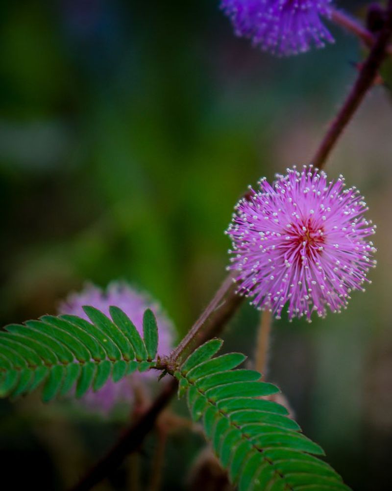 Sunshine Mimosa (Sensitive Plant)