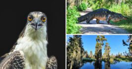 At this Florida attraction, visitors can watch wildlife up close in a setting that feels almost untouched