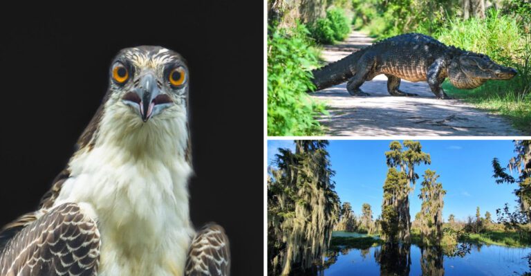 At this Florida attraction, visitors can watch wildlife up close in a setting that feels almost untouched