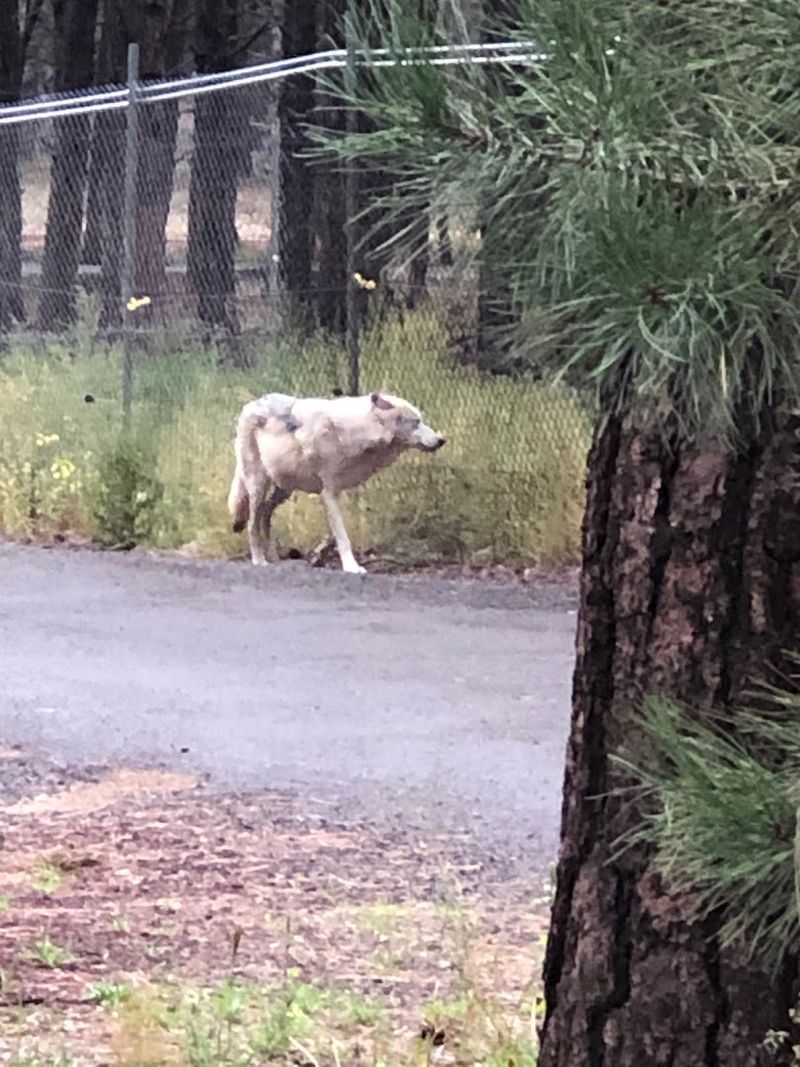 This Arizona Park Lets You Drive Through 160 Acres of Animal Habitats 4 Wolf Country: Catching the Pack in Action