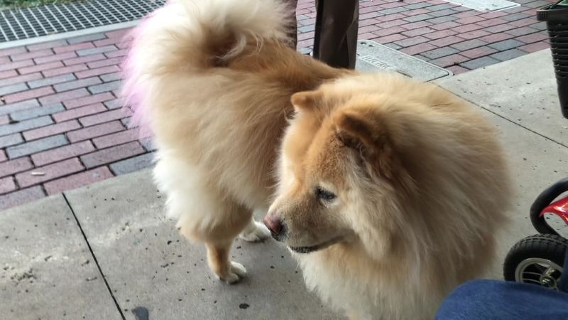 Dog-Friendly Atmosphere for Pet Owners