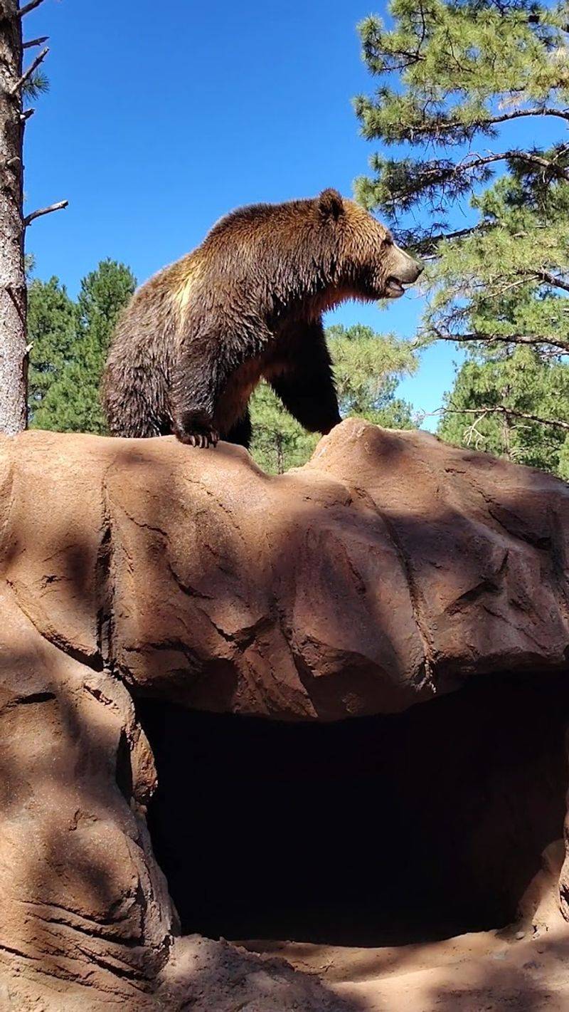 This Arizona Park Lets You Drive Through 160 Acres of Animal Habitats 13 Pricing and Annual Passes: Is Bearizona Worth the Cost?